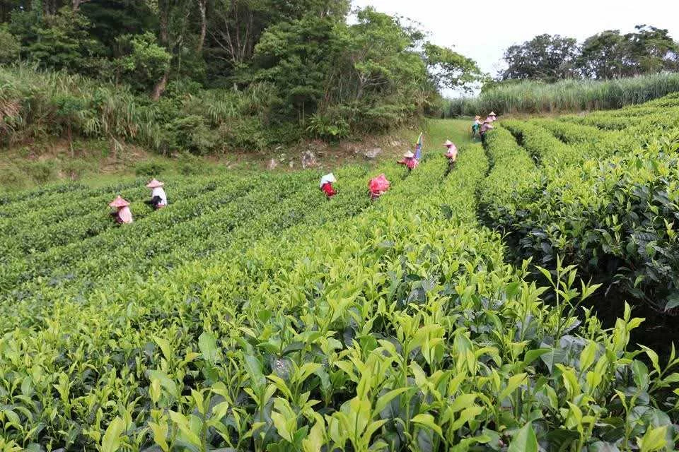 綠光農園採茶半日遊！直飲在地好茶，親子同樂活動推薦！[a] 文章圖片 4