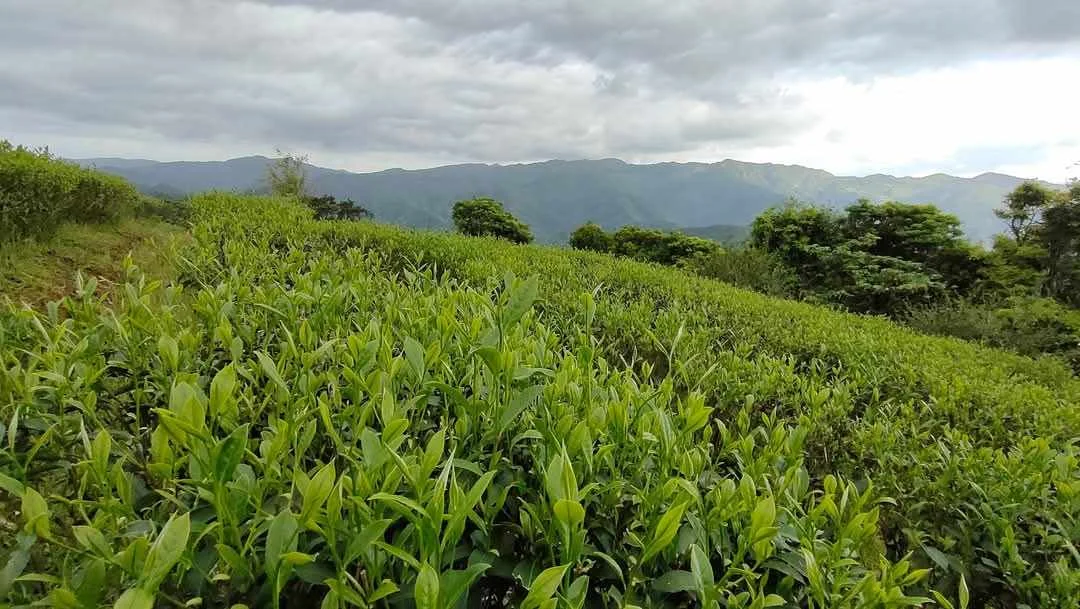 綠光農園採茶半日遊！直飲在地好茶，親子同樂活動推薦！[a] 文章圖片 5