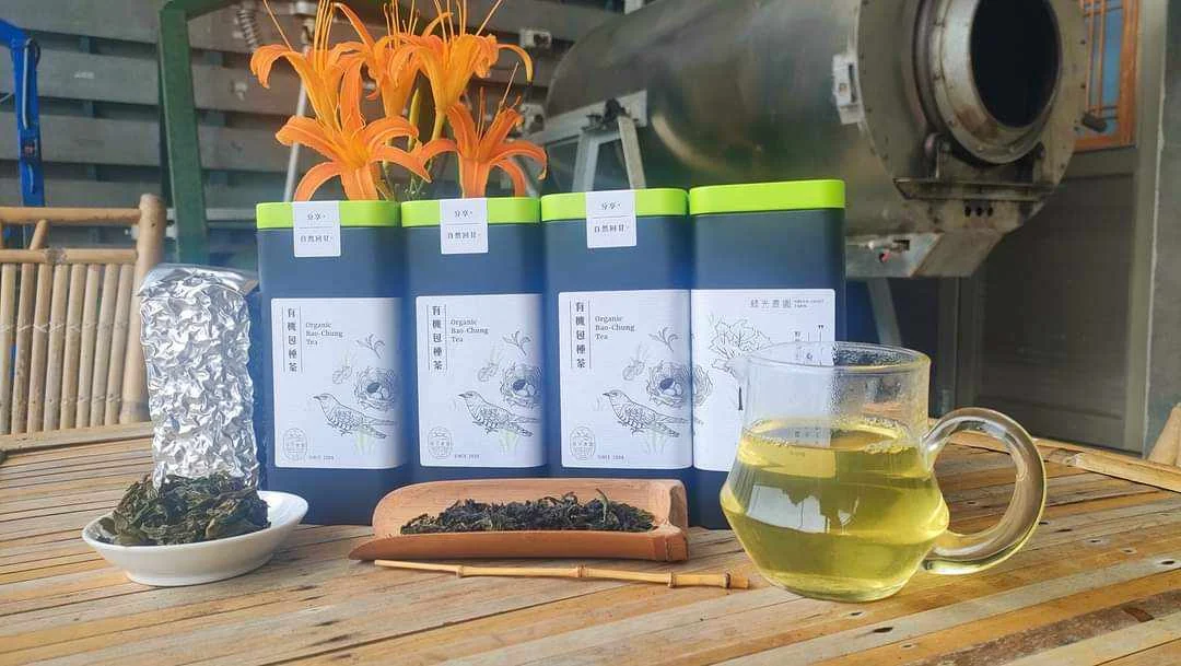 綠光農園採茶半日遊！直飲在地好茶，親子同樂活動推薦！[a] 文章圖片 9